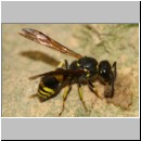 Ancistrocerus nigricornis - Lehmwespe 18c 9mm beim Nestverschluss in Lehmwand.jpg